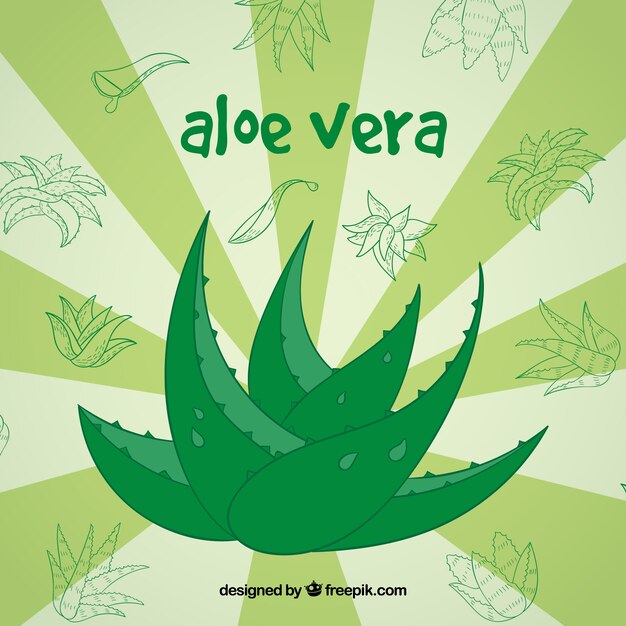 Desenho desenhado de aloe vera