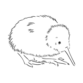 Desenho, esboço, ilustração de desenho animado de kiwi kiwi pássaro desenho vetorial