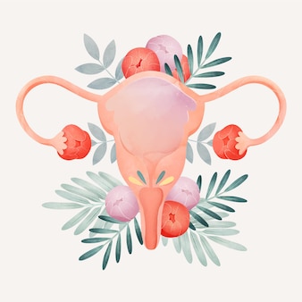 Desenho floral do sistema reprodutivo feminino