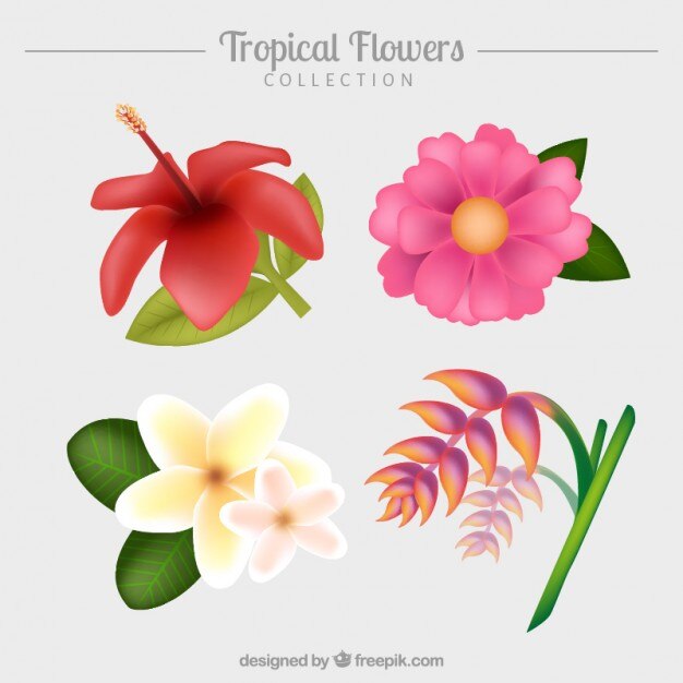 Desenho flores tropicais pacote