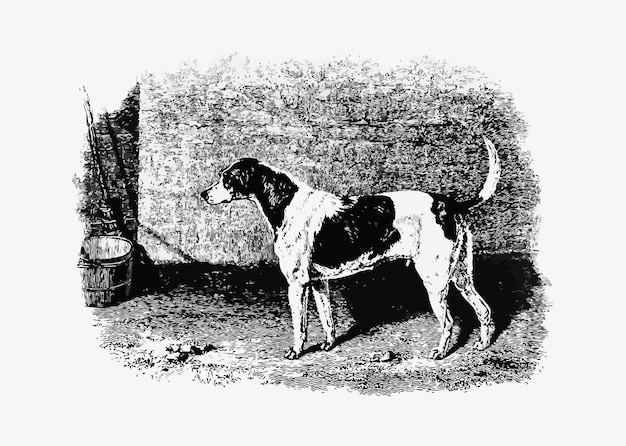 Desenho vintage americano foxhound