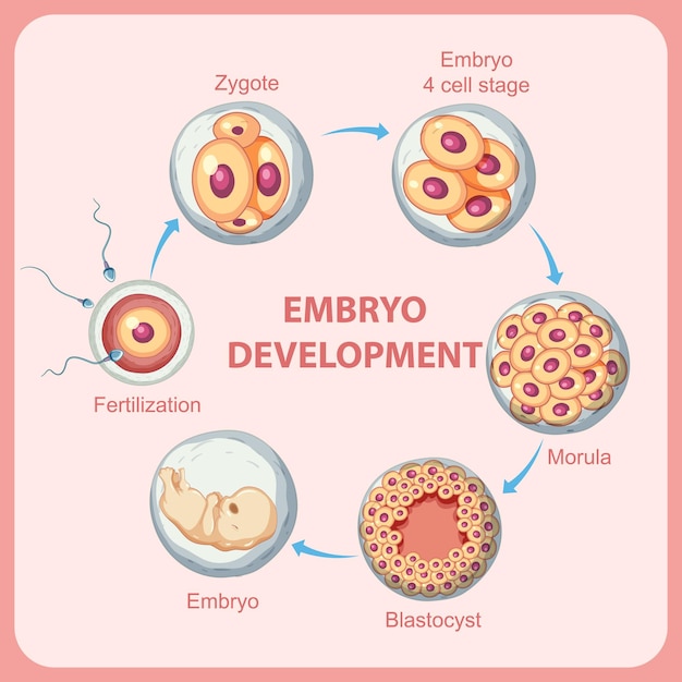 Vetor grátis desenvolvimento embrionário humano em humanos