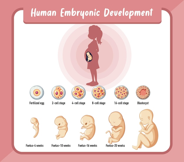 Desenvolvimento embrionário humano em infográfico humano