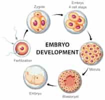 Vetor grátis desenvolvimento embrionário humano em infográfico humano
