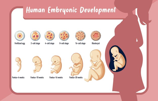 Desenvolvimento embrionário humano em infográfico humano