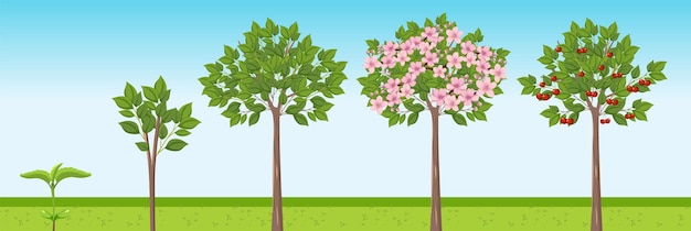 Design vetorial de estágio de crescimento de cerejeira