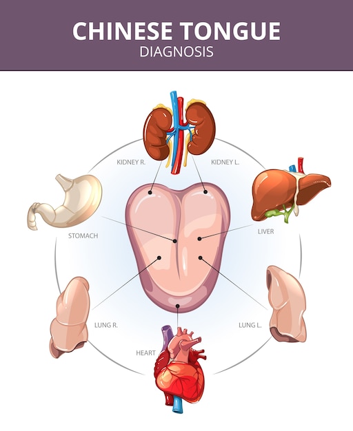 Diagnóstico da língua chinesa. projeções de órgãos internos. ilustração do estômago e pulmão, fígado e órgão interno, coração e rim. infográficos vetoriais médicos