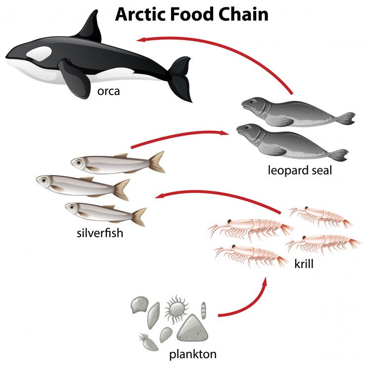 Vetor grátis diagrama da cadeia alimentar do ártico, de plantões a orca