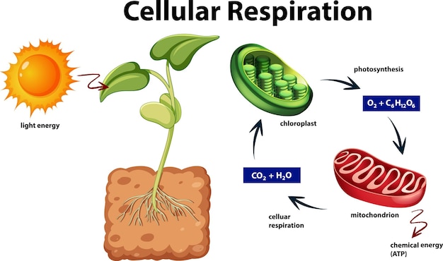 Diagrama de respiração celular