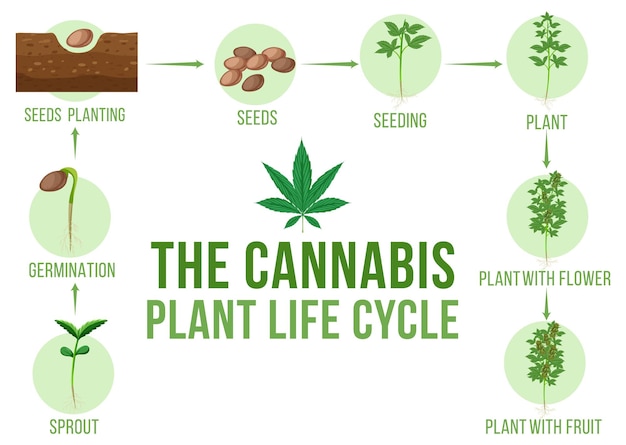 Diagrama do ciclo de vida da planta de cannabis