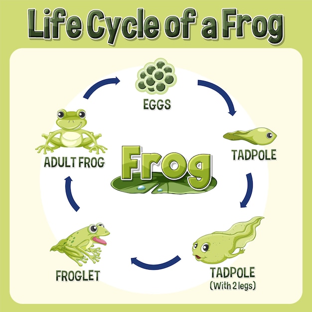 Vetor grátis diagrama do ciclo de vida do sapo