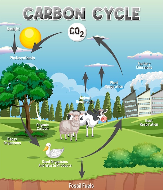 Vetor grátis diagrama do ciclo do carbono para educação científica