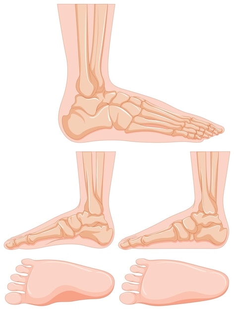 Diagrama do osso do pé humano