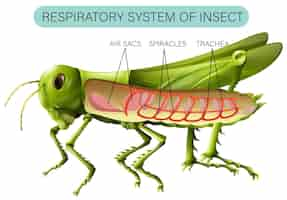 Vetor grátis diagrama do sistema respiratório de insetos