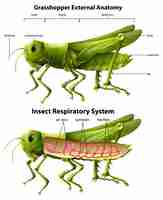 Vetor grátis diagrama do sistema respiratório do gafanhoto