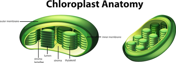 Vetor grátis diagrama mostrando a anatomia do cloroplasto