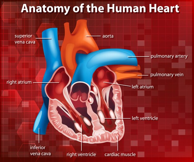 Diagrama mostrando a anatomia do coração humano