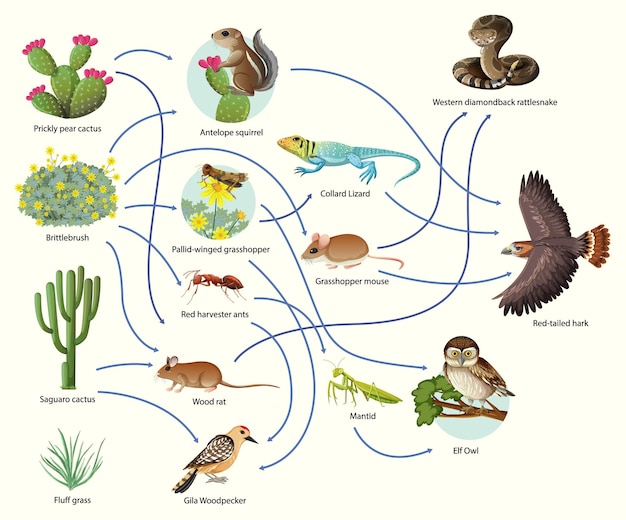 Vetor grátis diagrama mostrando a cadeia alimentar animal em fundo branco