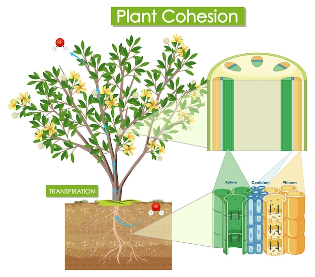 Vetor grátis diagrama mostrando a coesão da planta