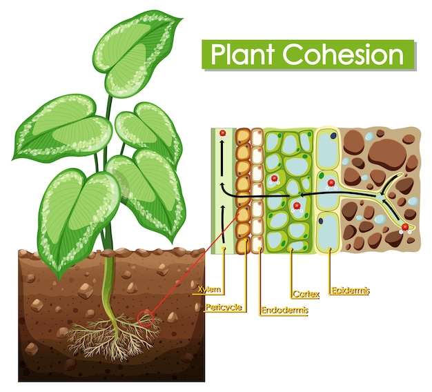 Vetor grátis diagrama mostrando a coesão da planta