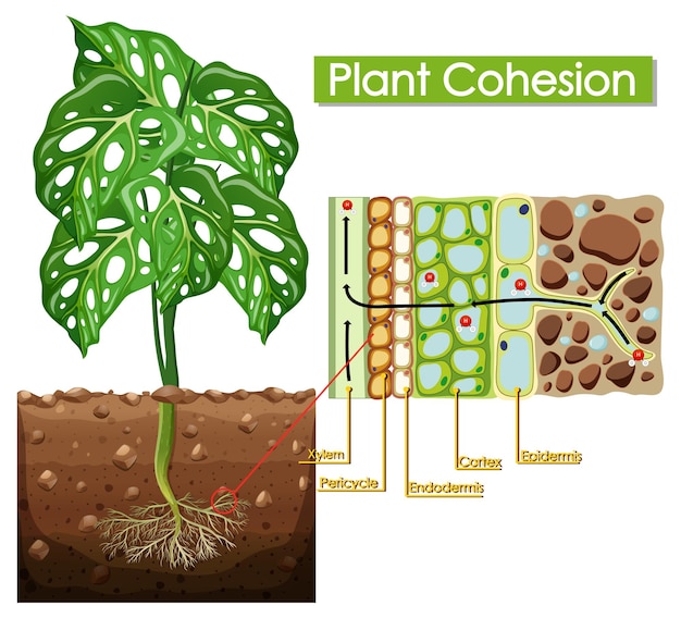 Vetor grátis diagrama mostrando a coesão da planta