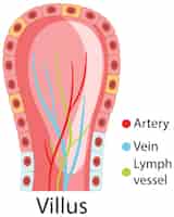 Vetor grátis diagrama mostrando a estrutura das vilosidades intestinais