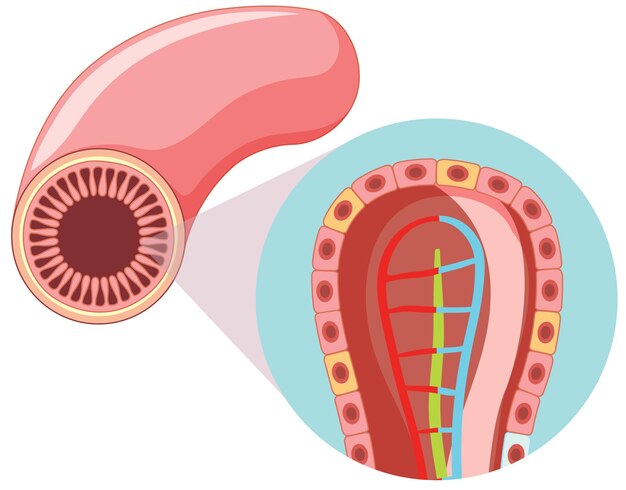 Diagrama mostrando a estrutura das vilosidades intestinais