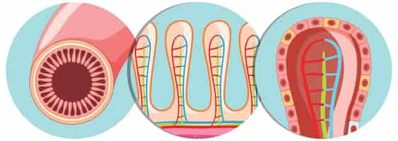 Vetor grátis diagrama mostrando a estrutura das vilosidades intestinais