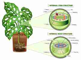 Vetor grátis diagrama mostrando a estrutura do caule e da raiz
