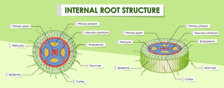 Vetor grátis diagrama mostrando a estrutura raiz interna