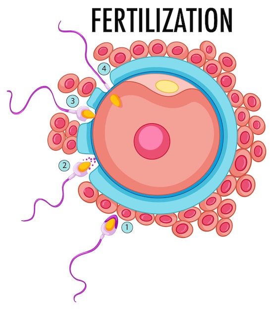 Vetor grátis diagrama mostrando a fertilização em humanos