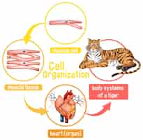 Vetor grátis diagrama mostrando a organização celular em um tigre