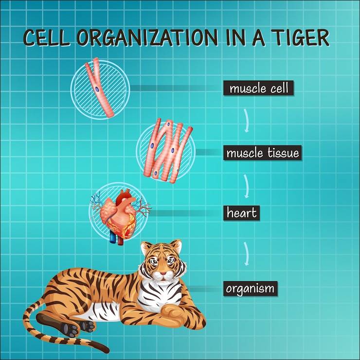 Vetor grátis diagrama mostrando a organização celular em um tigre