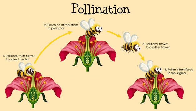 Vetor grátis diagrama mostrando a polinização com abelhas e flores