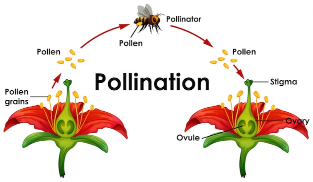 Vetor grátis diagrama mostrando a polinização com flores e abelhas