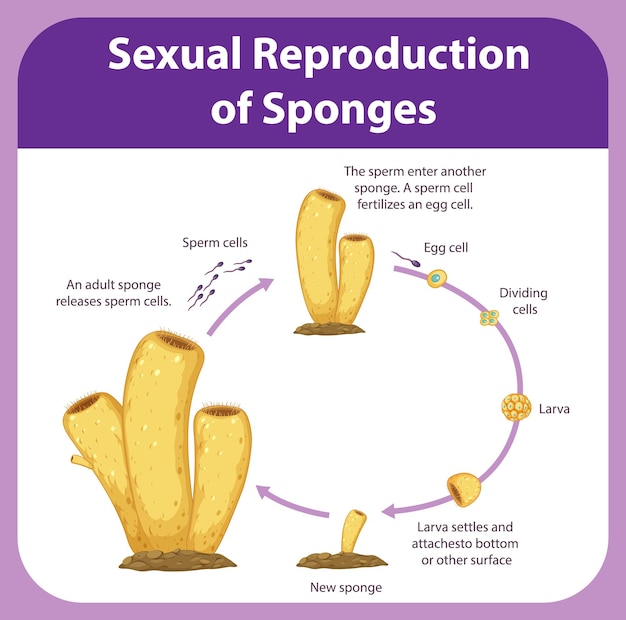 Vetor grátis diagrama mostrando a reprodução em esponjas