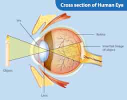 Vetor grátis diagrama mostrando a seção transversal do olho humano