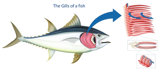 Diagrama mostrando as grelha de um peixe