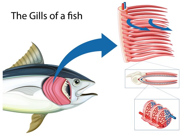 Diagrama mostrando as grelha de um peixe