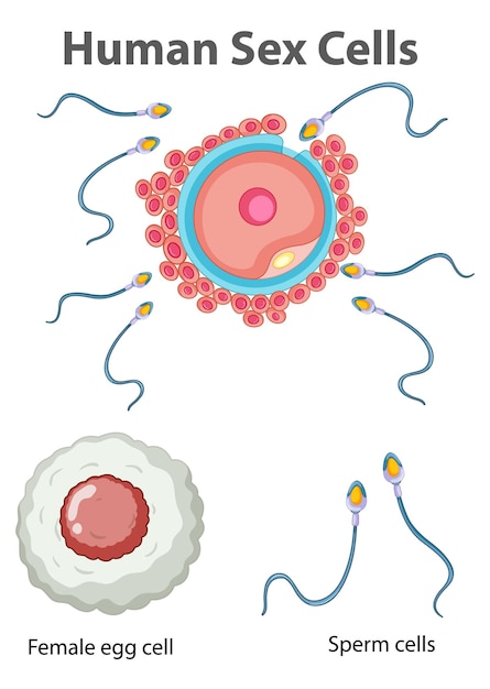 Diagrama mostrando células sexuais humanas em fundo branco