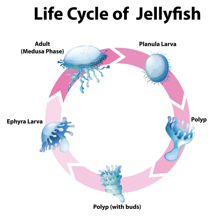Vetor grátis diagrama mostrando o ciclo de vida de medusas