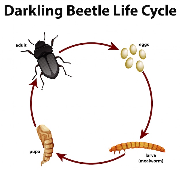 Vetor grátis diagrama mostrando o ciclo de vida do besouro darkling