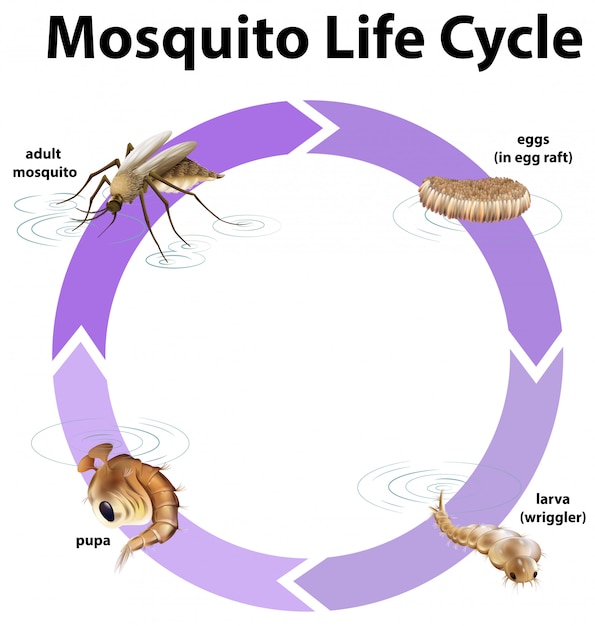 Diagrama mostrando o ciclo de vida do mosquito