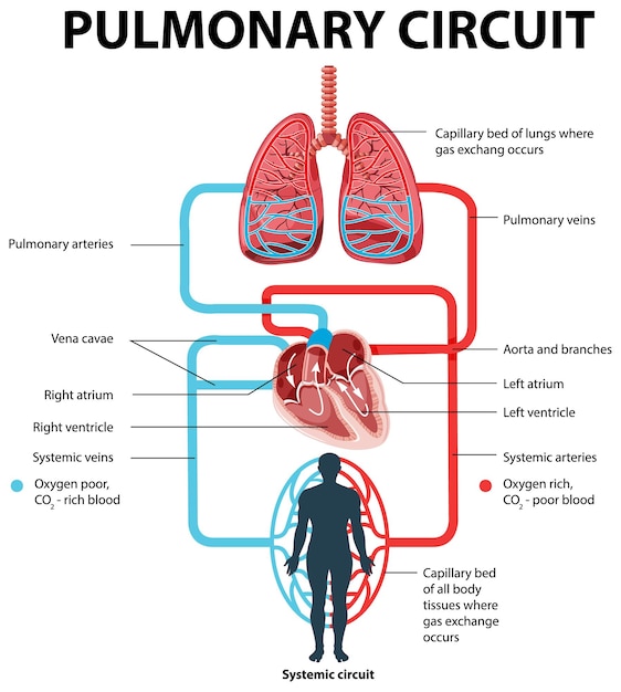 Diagrama mostrando o circuito pulmonar