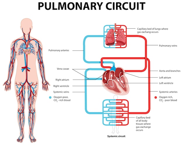 Diagrama mostrando o circuito pulmonar