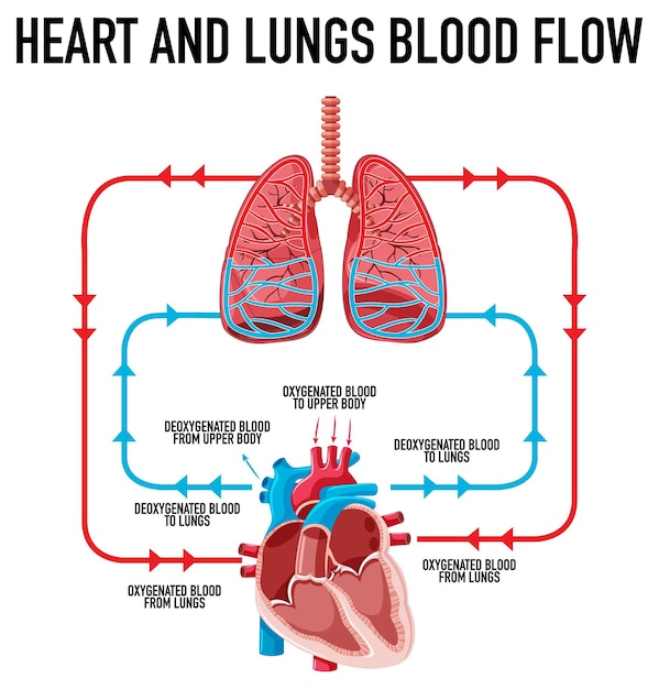 Diagrama mostrando o fluxo sanguíneo do coração e dos pulmões