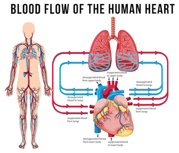 Diagrama mostrando o fluxo sanguíneo do coração humano