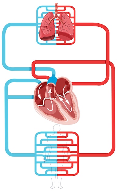 Diagrama mostrando o fluxo sanguíneo do coração humano