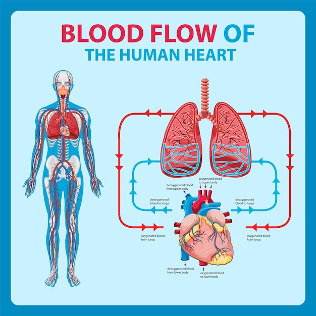 Diagrama mostrando o fluxo sanguíneo no coração humano