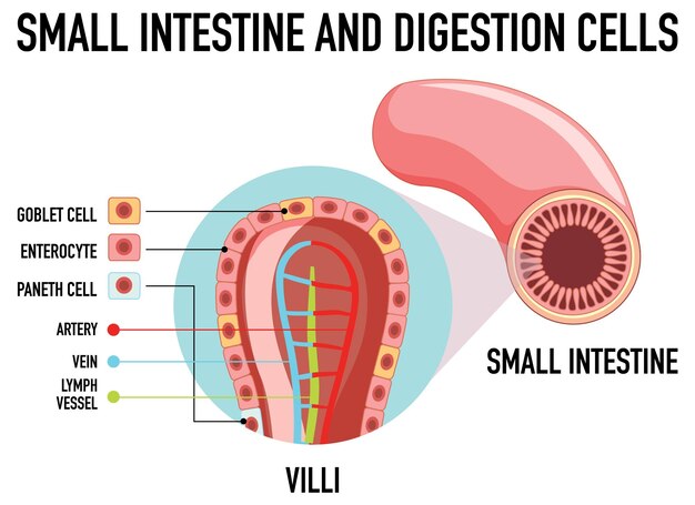 Diagrama mostrando o intestino delgado e a célula de digestão